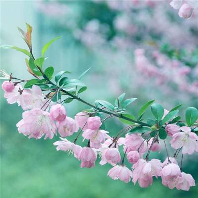 在广袤的田野上绘就春日最美画卷