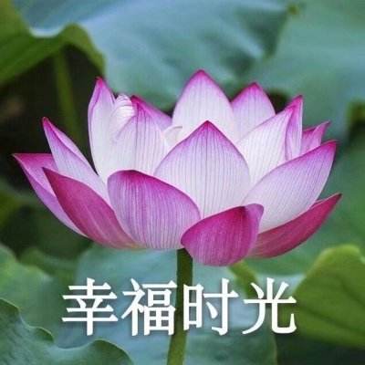 粤菜：食在广州，食亦可不在广州