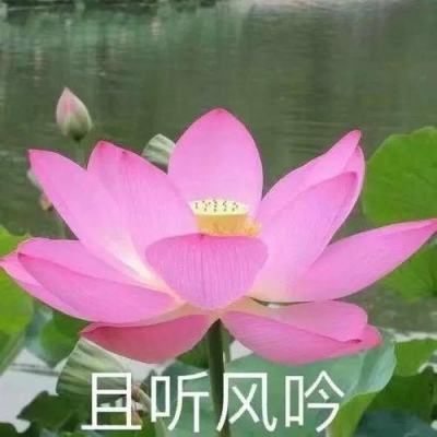 真的“活策”！漫才兄弟“脱口秀”夺冠